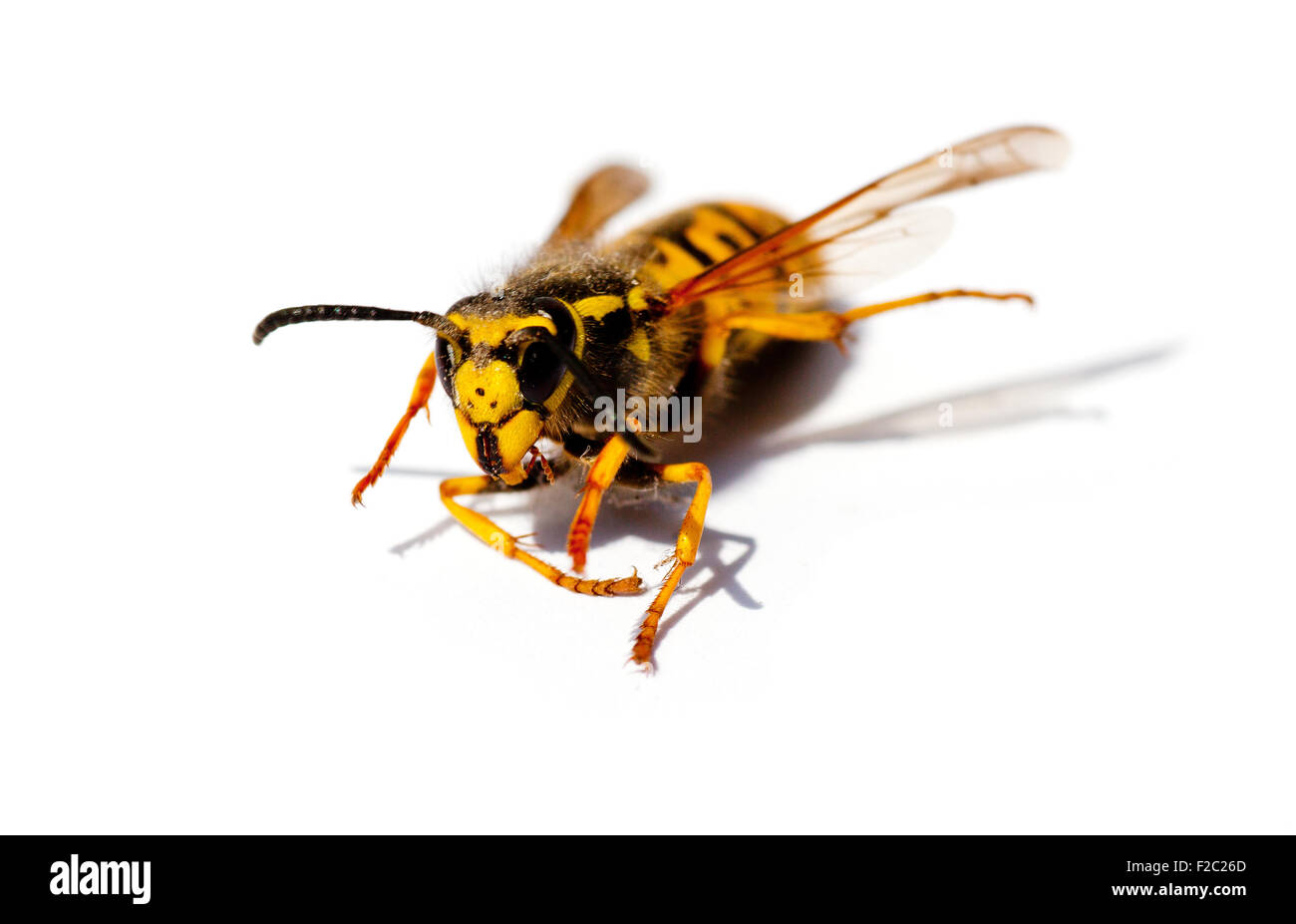 Wasp isolato su uno sfondo bianco Foto Stock