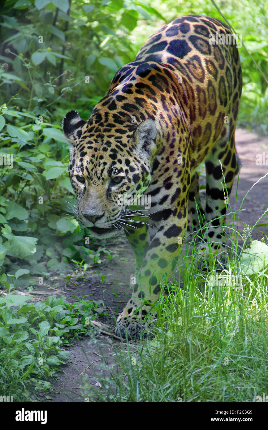 Stanco di leopard per adulti Foto Stock