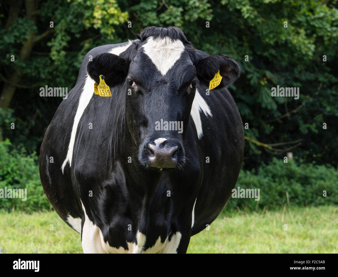 Ritratto di mucca in un campo con marchi auricolari, Dorset, England, Regno Unito Foto Stock