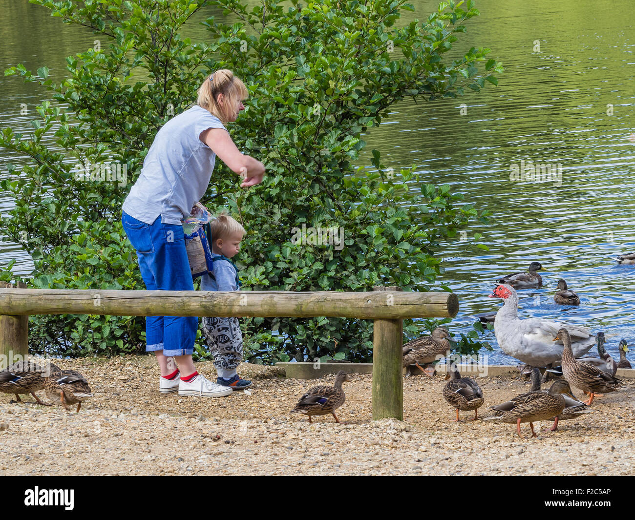 La madre e il Bambino alimentazione di anatre a Eyeworth stagno nel New Forest, Hampshire, Inghilterra, Regno Unito Foto Stock