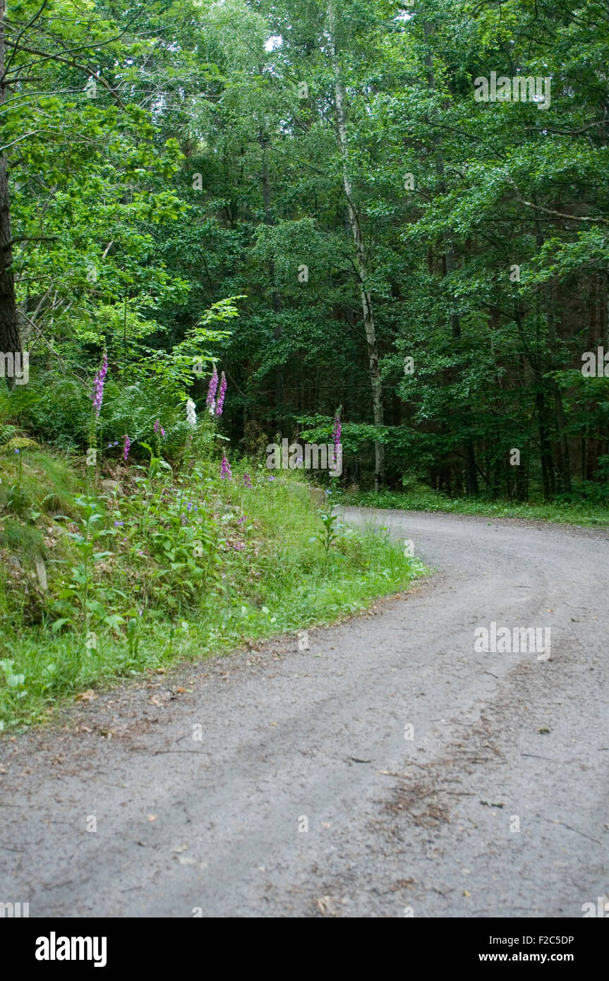 La Svezia foreste svedesi ghiaia via strada sterrata strade rurali tracce Foto Stock