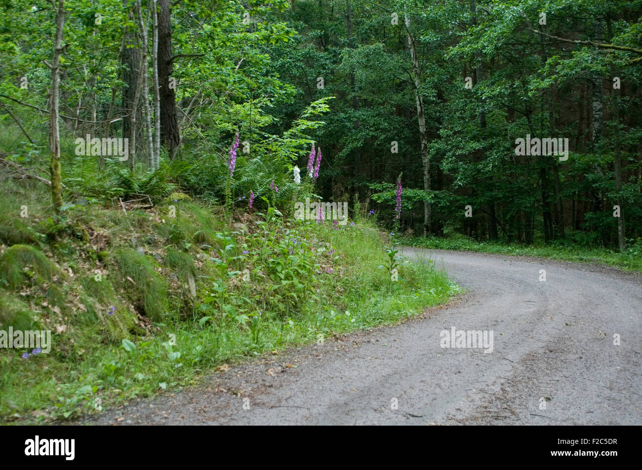 La Svezia foreste svedesi ghiaia via strada sterrata strade rurali tracce Foto Stock