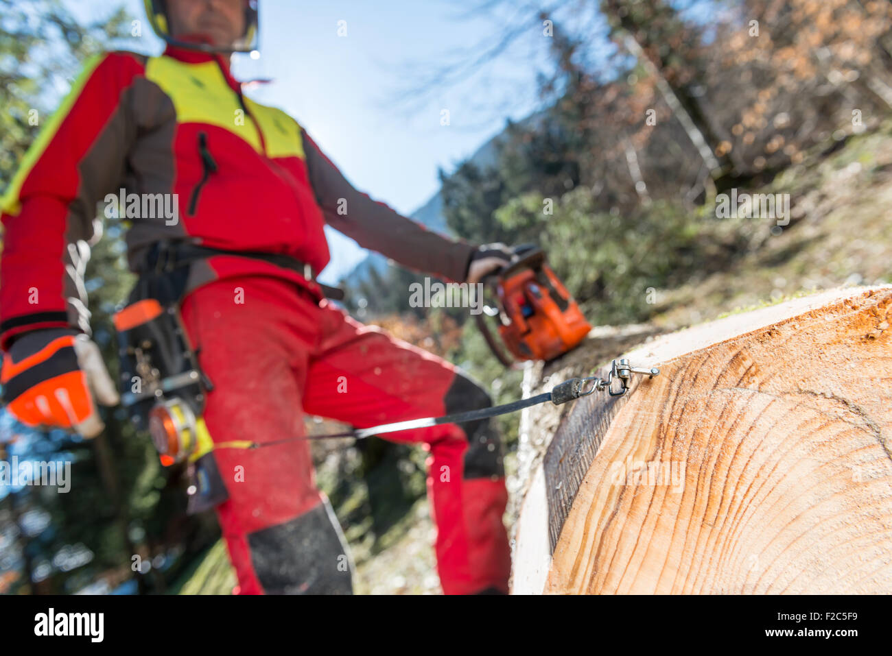 Lumberjack albero di taglio nella foresta Foto Stock