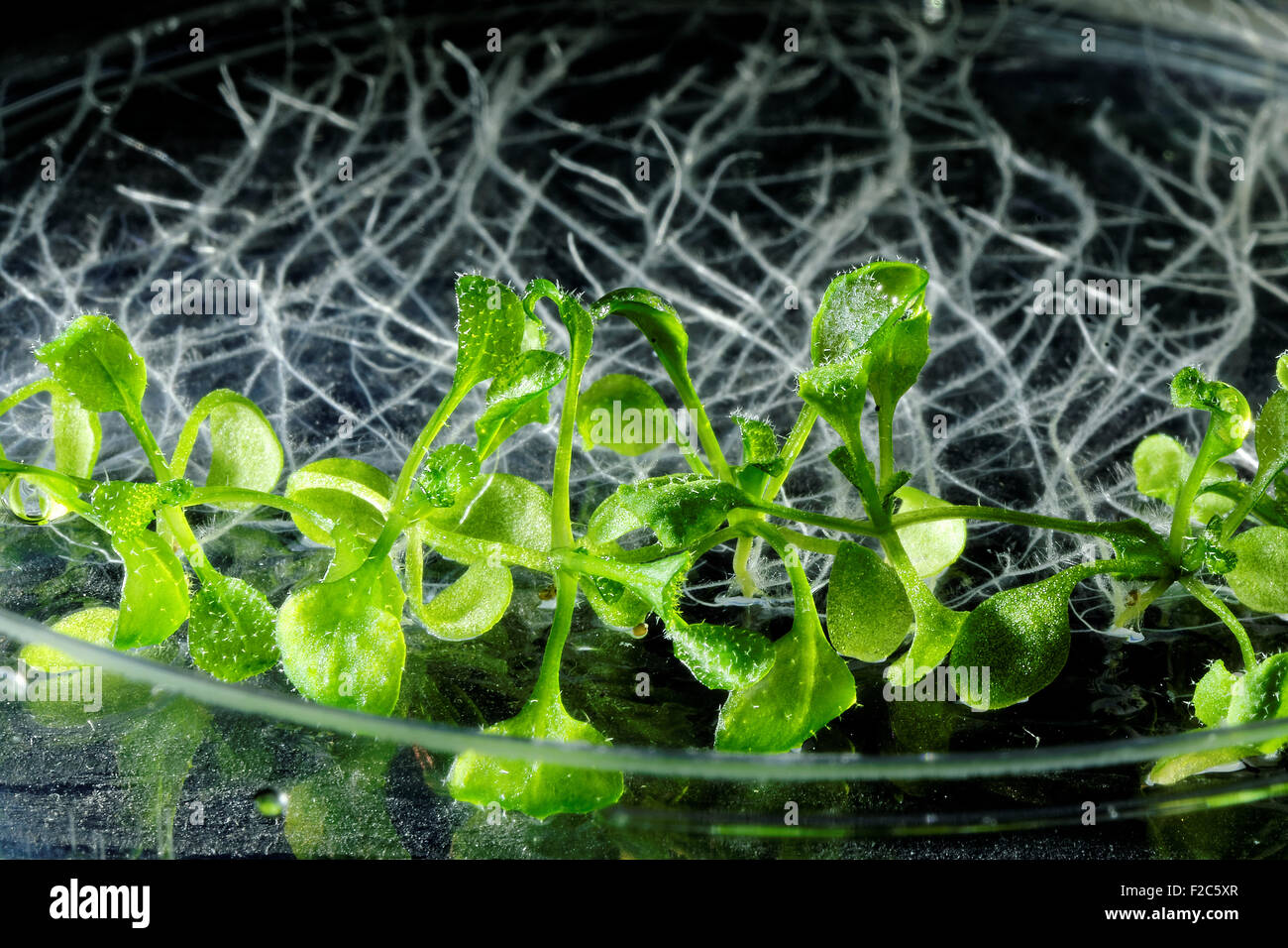 Thale cress (Arabidopsis thaliana) piante che crescono su una capsula di Petri. Foto Stock