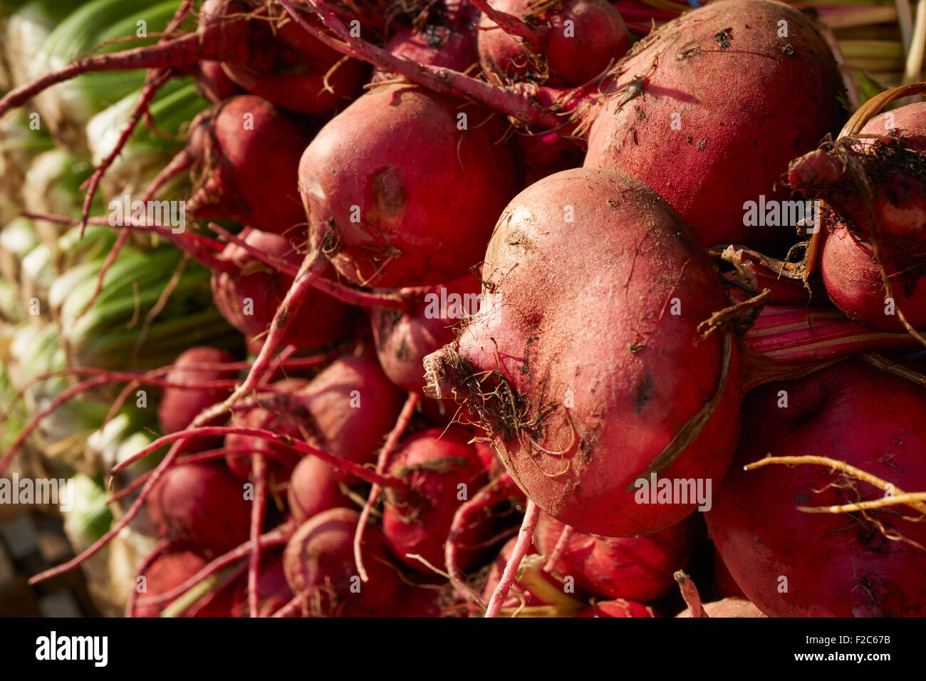 Pile di bietole (chiamato barbabietola nel Regno Unito) presso la Union Square Greenmarket, NYC, STATI UNITI D'AMERICA Foto Stock