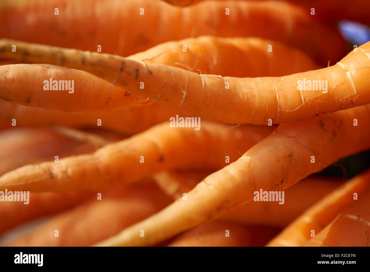 Cataste di carote fresche presso la Union Square Greenmarket, NYC, STATI UNITI D'AMERICA Foto Stock