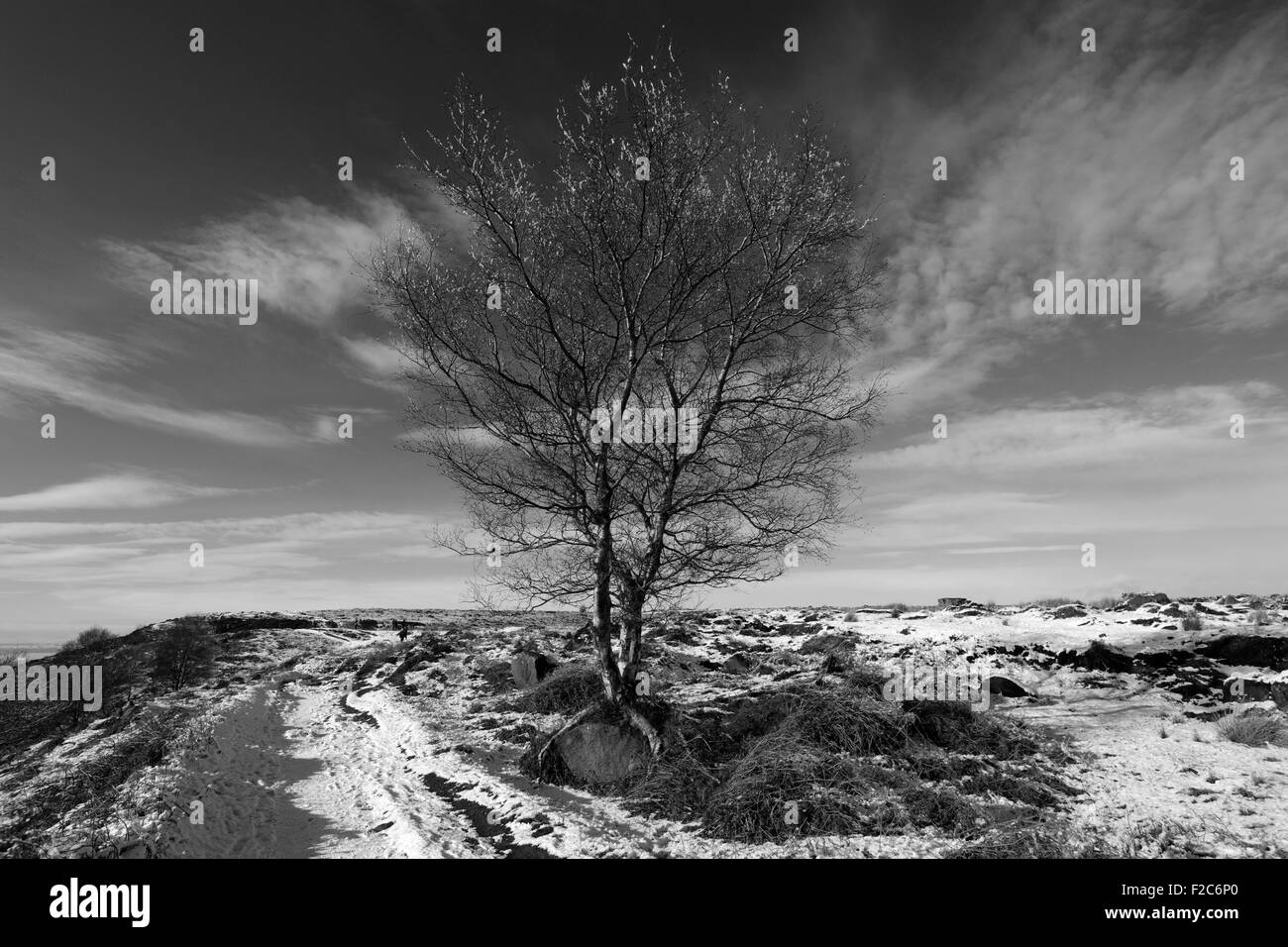 Gennaio, neve invernale, argento Betulla (Betula pendula) su grandi Moor, Parco Nazionale di Peak District, Derbyshire, England, Regno Unito Foto Stock