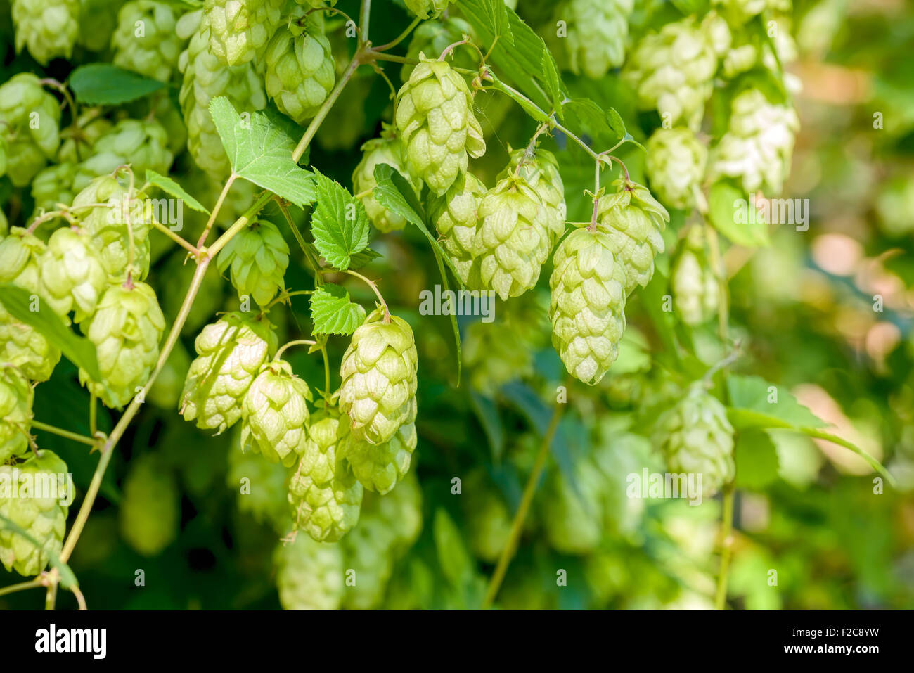 Fiori femminili di Humulus lupulus, chiamato anche il luppolo, nella foresta sotto il caldo sole Foto Stock