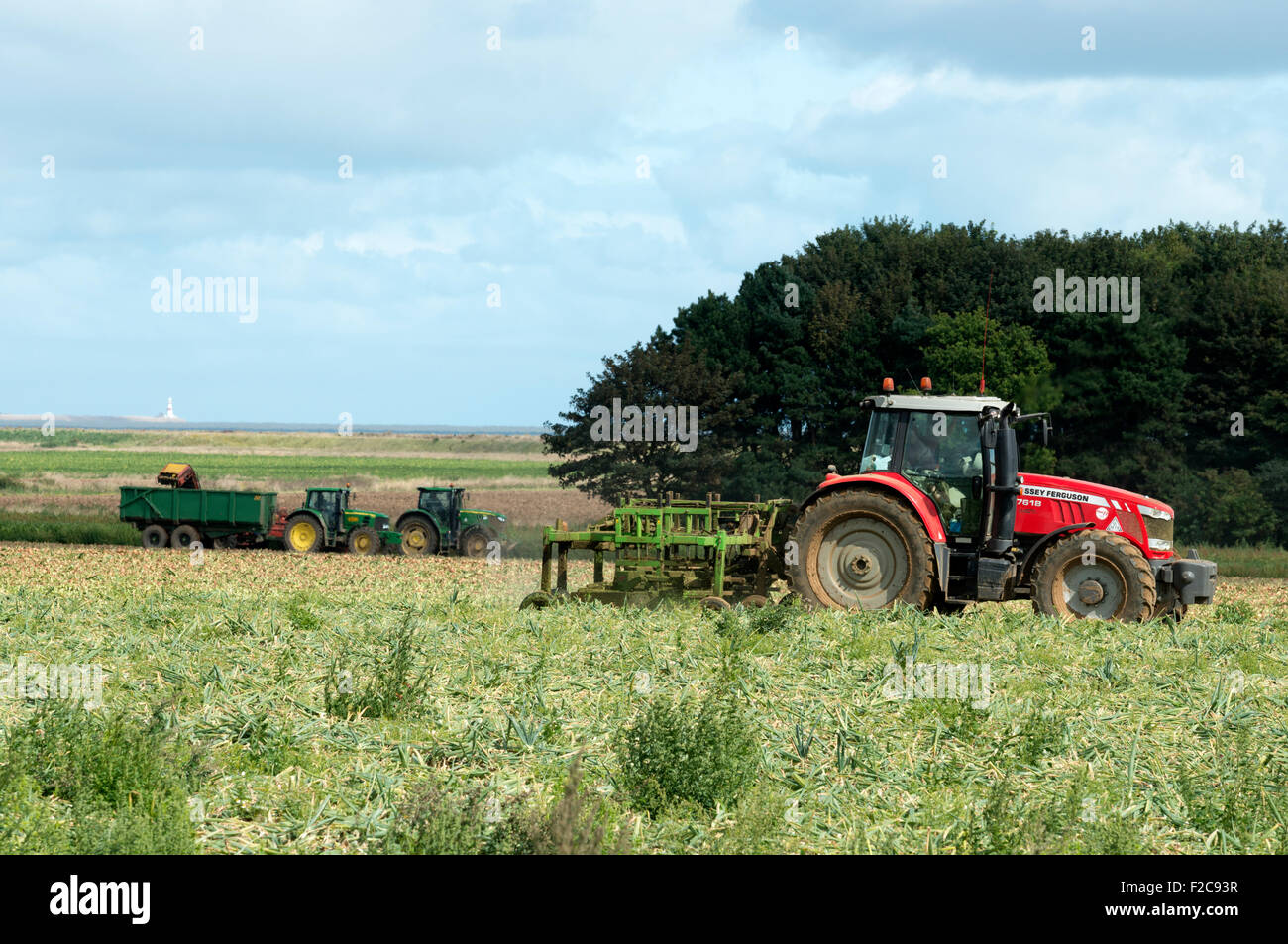 Onion harvest Bawdsey Suffolk REGNO UNITO Foto Stock Onion harvest Bawdsey Suffolk REGNO UNITO Foto Stock