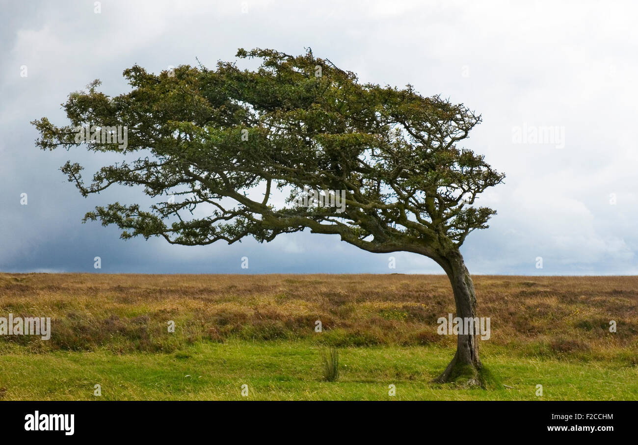 Struttura spazzate dal vento su Exmoor, singolo può tree piegati dal vento prevalente, albero, ventoso, brughiere. Foto Stock