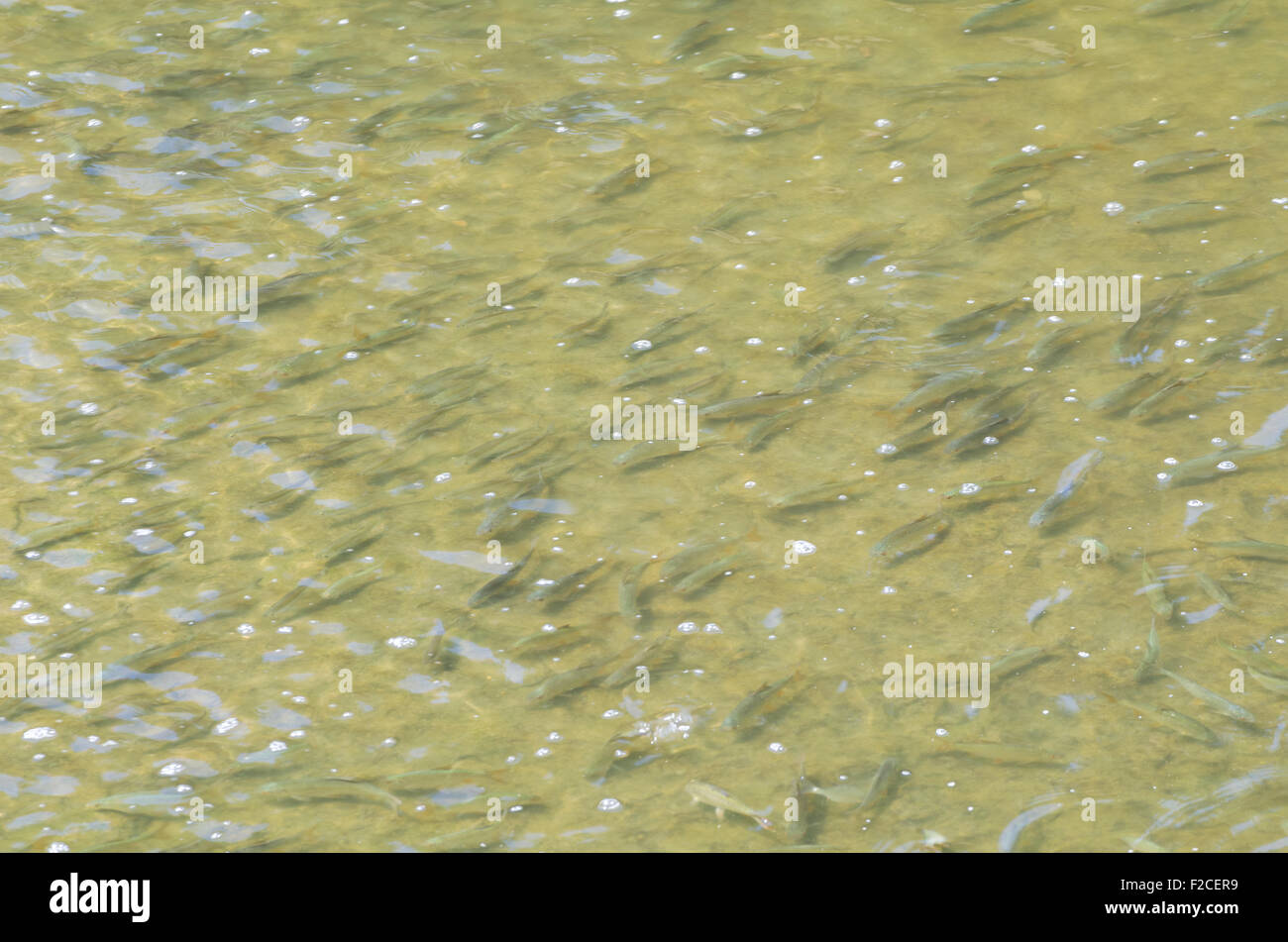 Scuola di piccoli comuni Roach pesce poco profonda in acqua di fiume Foto Stock