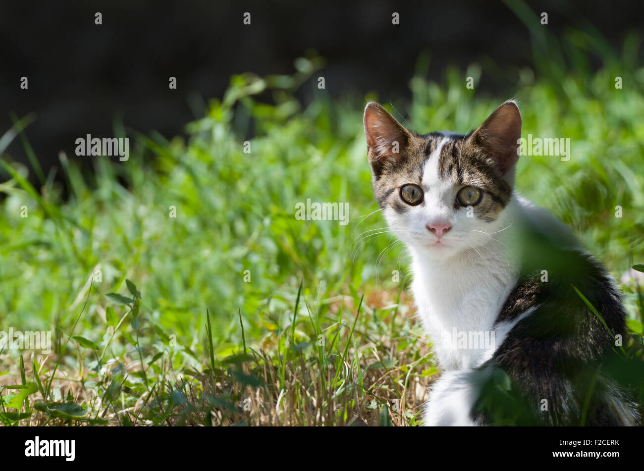 Dun multicolore Gattino Cat guardando in erba verde a mezzogiorno Foto Stock