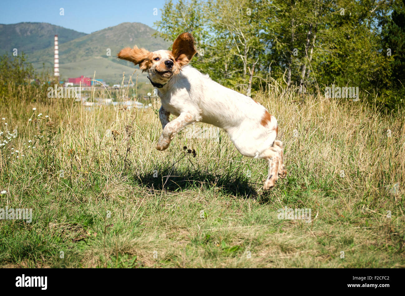 Cane jumping sventolare le orecchie Foto Stock