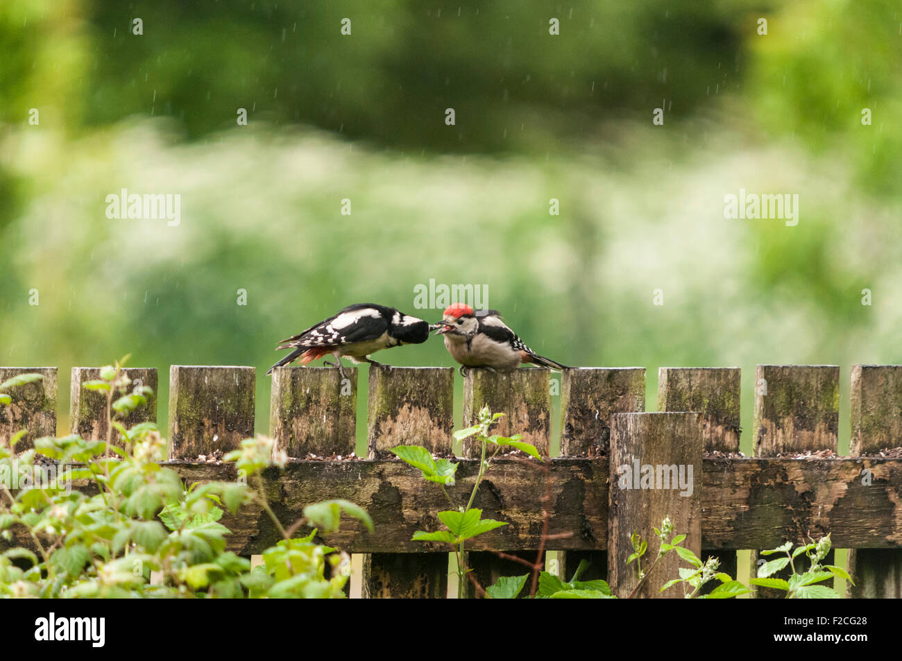 Una femmina di Picchio Rosso, Dendrocopos major, alimentando la sua prole su un giardino recinto nel Strontian, Sunart, Scozia Foto Stock