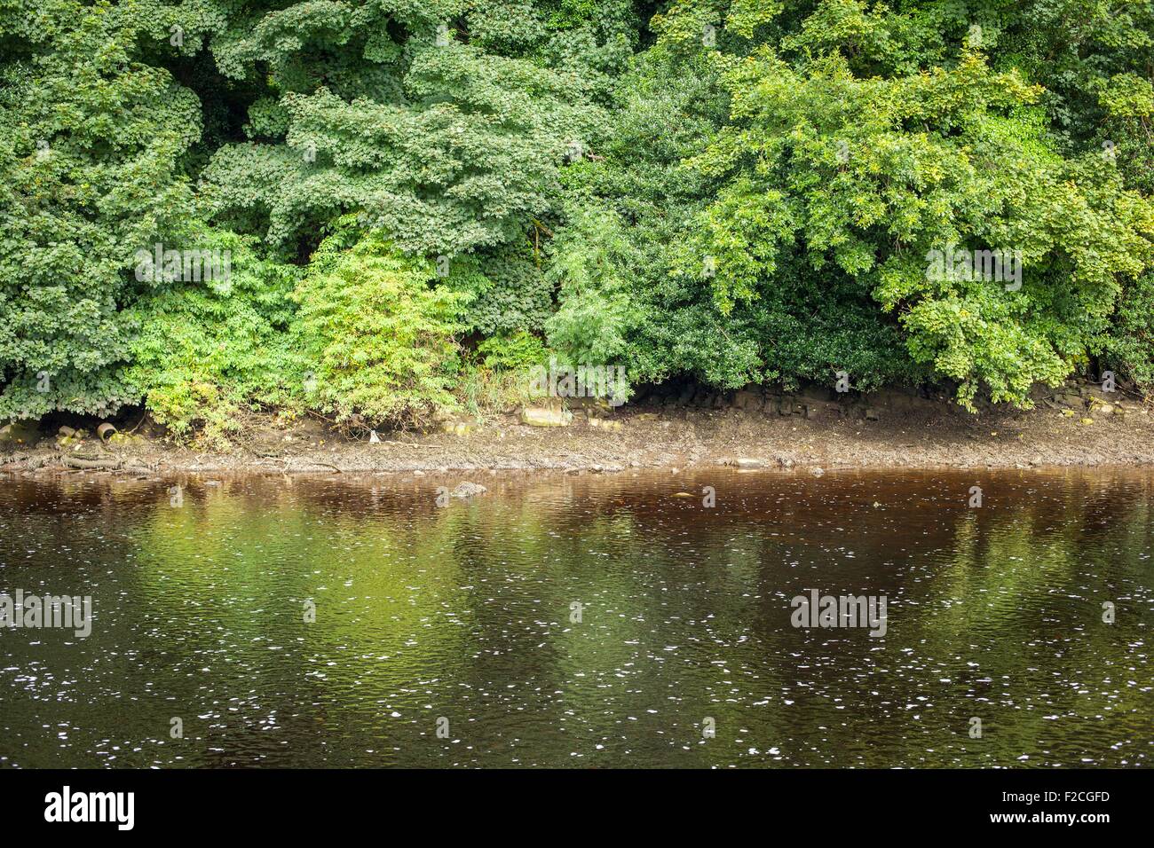 Alberi lungo un fiume lennon in Ramelton in Co. Donegal, Irlanda Foto Stock