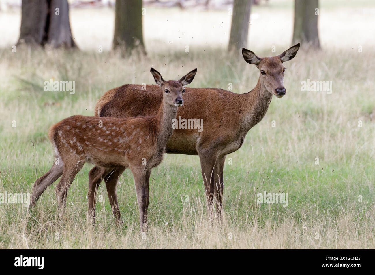 Il cervo (Cervus elaphus) femmina hind mamma madre e bambino piccolo vitello Foto Stock
