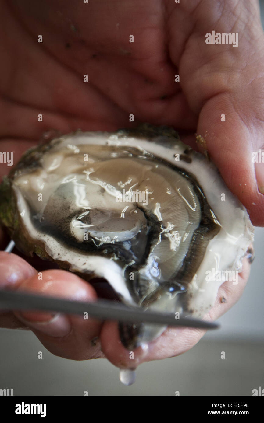 Persona non identificata gusci di gocciolamento di fresco oyster Foto Stock