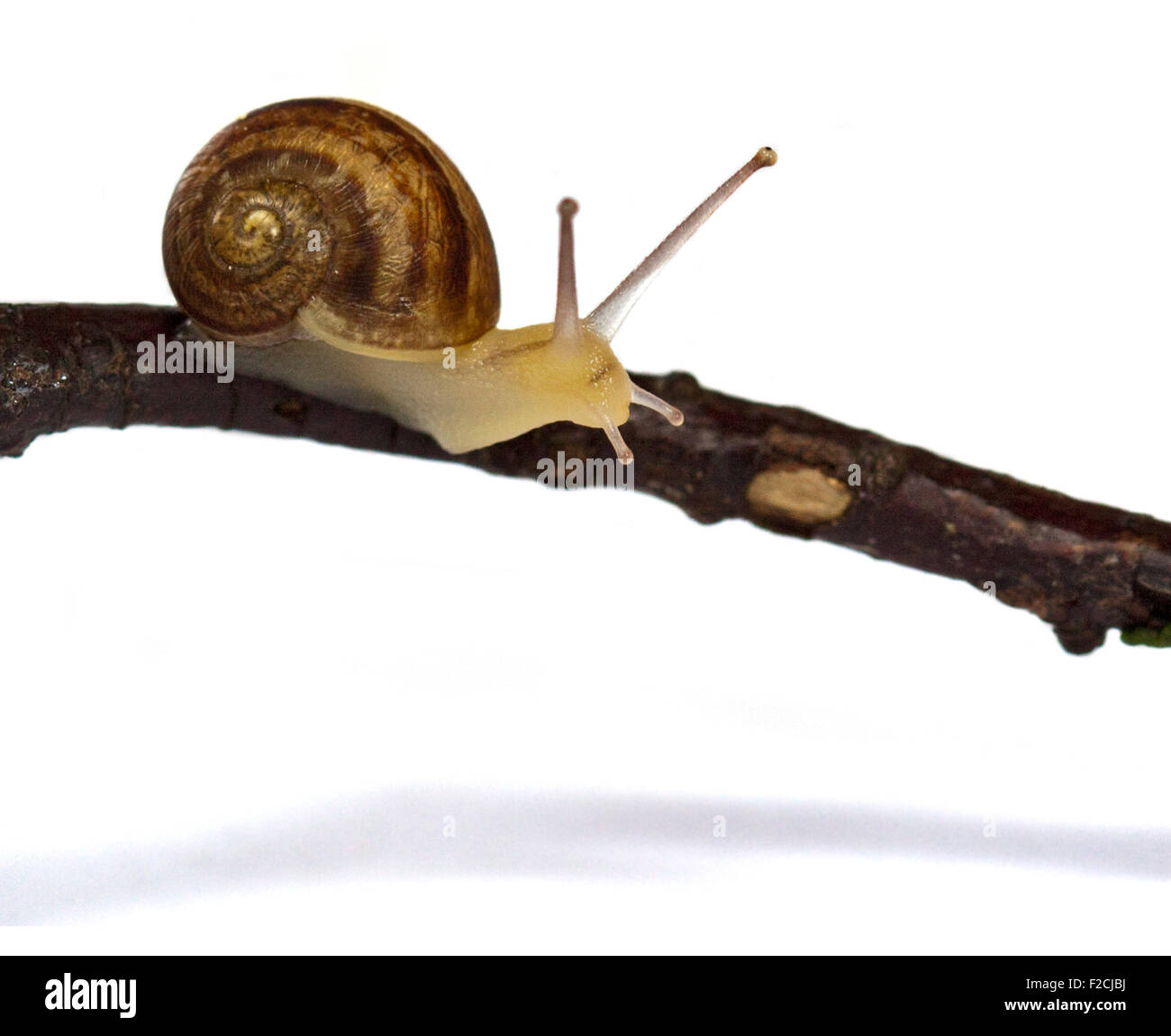 Baby Garden Lumaca 1 mese precedente (Helix Aspersa/cornu aspersum) il ramoscello Foto Stock