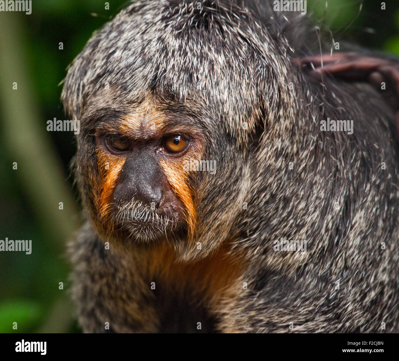 White-Faced Saki Monkey (pithecia pithecia) femmina Foto Stock