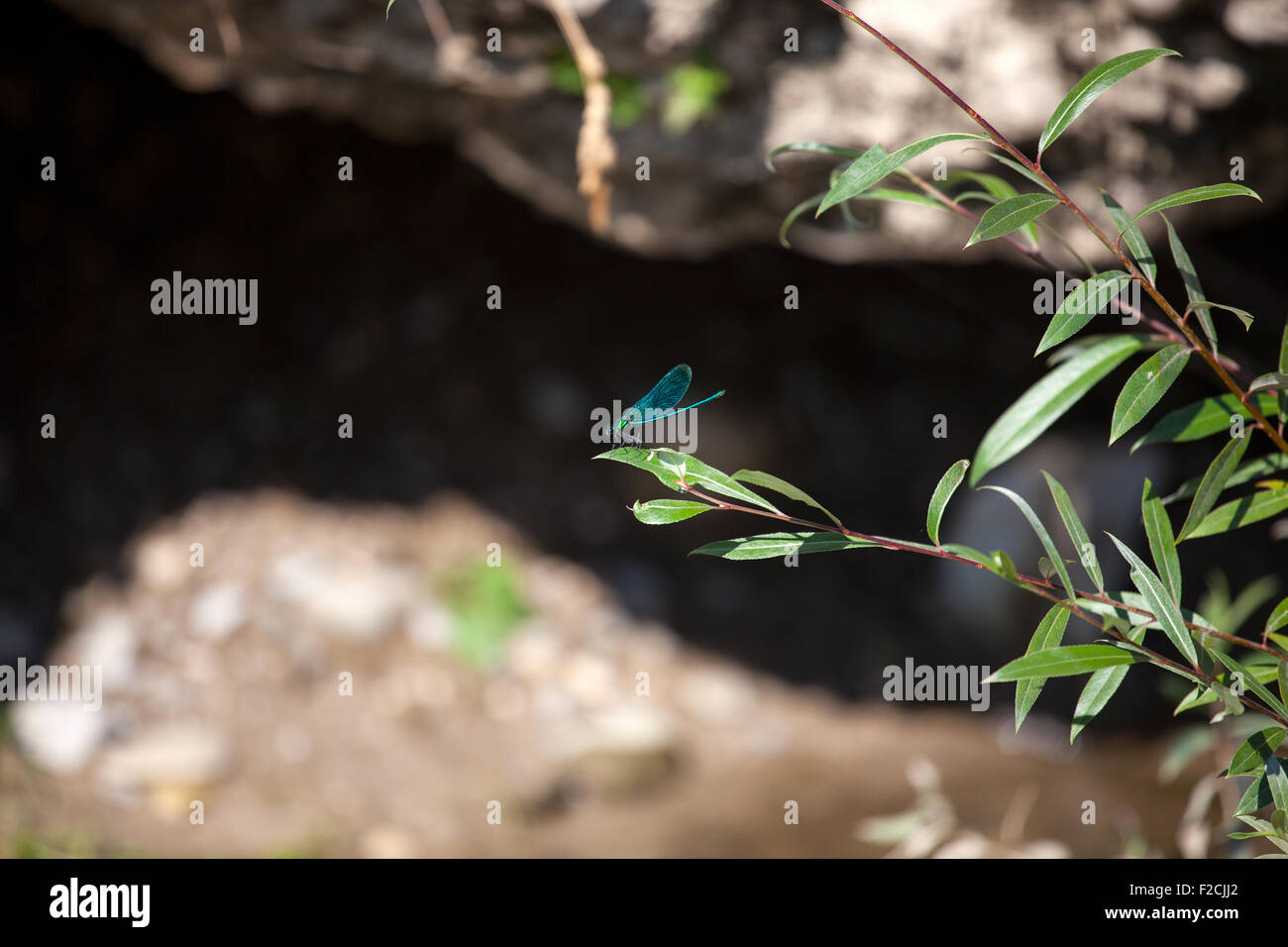 Foto di una libellula blu sulla lamina Foto Stock