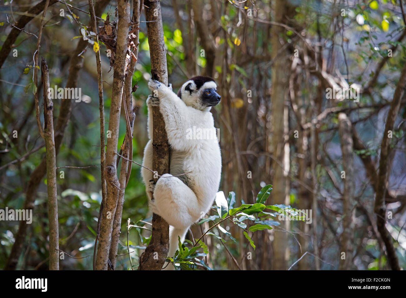 La Verreaux sifaka / bianco sifaka (Propithecus verreauxi) nella struttura ad albero, Isalo National Park vicino a Ranohira, Ihosy, Ihorombe, Madagascar Foto Stock