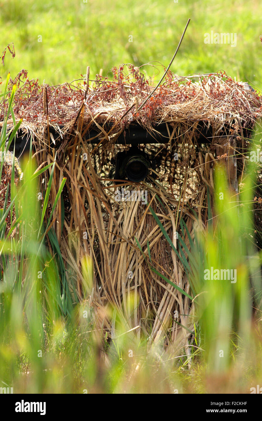 Fotografia della fauna selvatica Nascondi Foto Stock