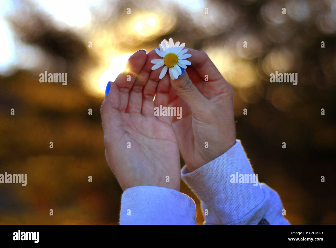 Summer love mani con fiore. giovani mani al tramonto con il bokeh bella Foto Stock