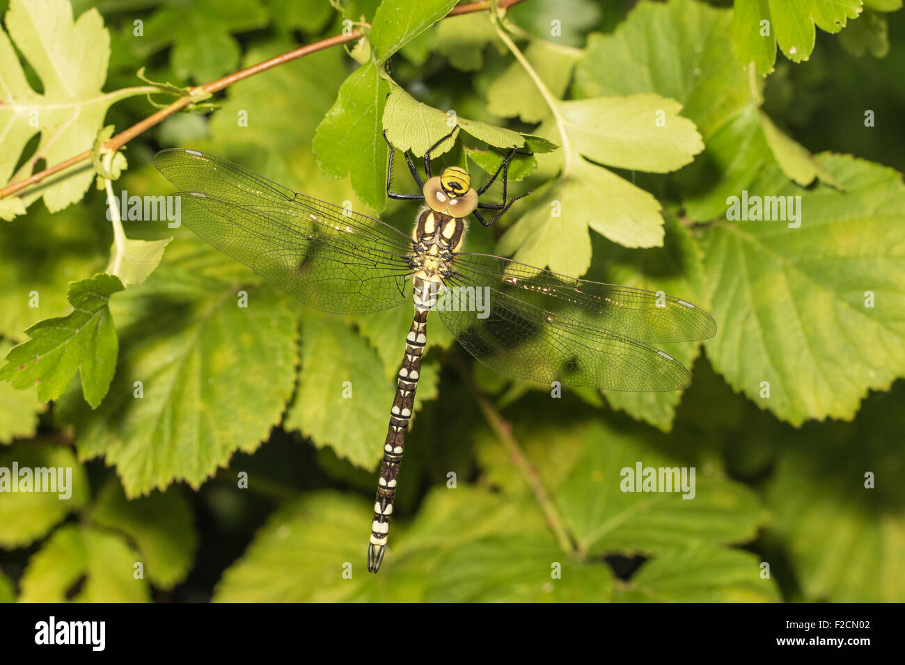 Immaturo meridionale maschio Hawker dragonfly (Aeshna cyanea), Cambridgeshire Foto Stock