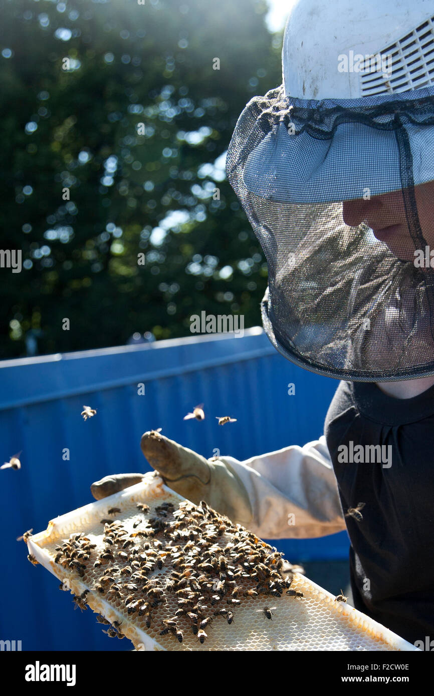 Una giovane donna apicoltore di indossare una maglia bee hat controlla la sua api fuori nel sole Foto Stock