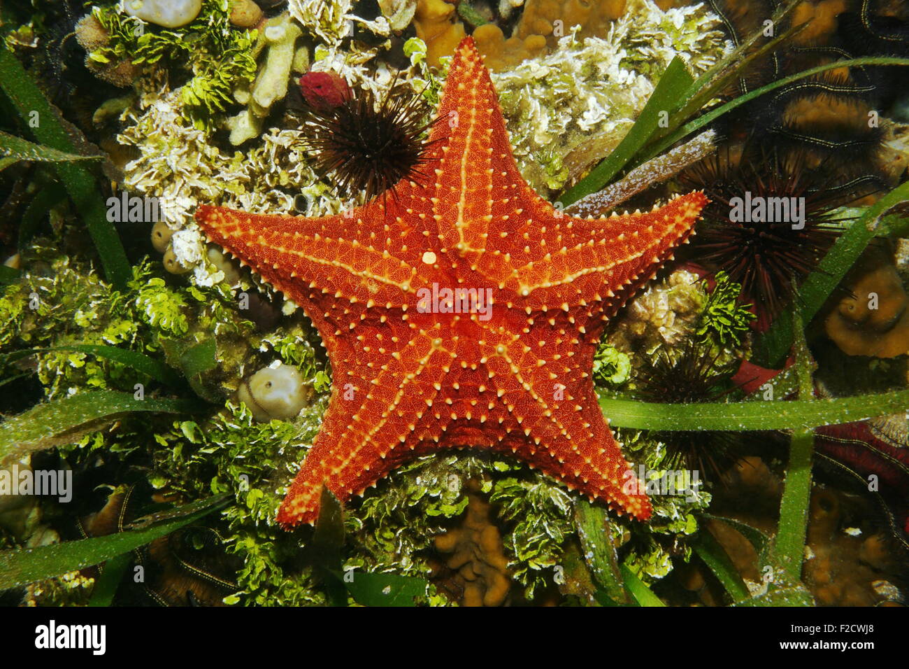 Cuscino stella di mare underwater sul fondale vista da sopra il mare dei Caraibi Foto Stock