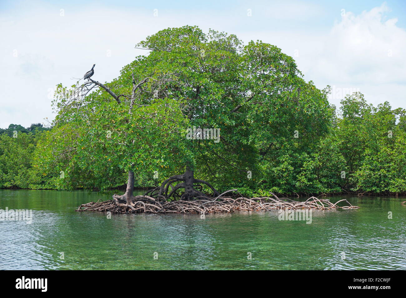 Alberi di mangrovia e le radici nell'acqua del mare dei Caraibi, Panama America Centrale Foto Stock