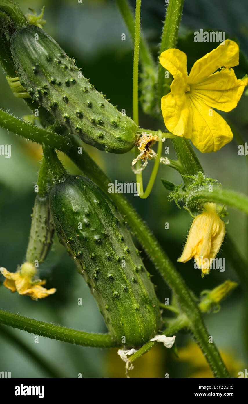 I cetrioli in crescita sulla vite con fiori di colore giallo Foto Stock