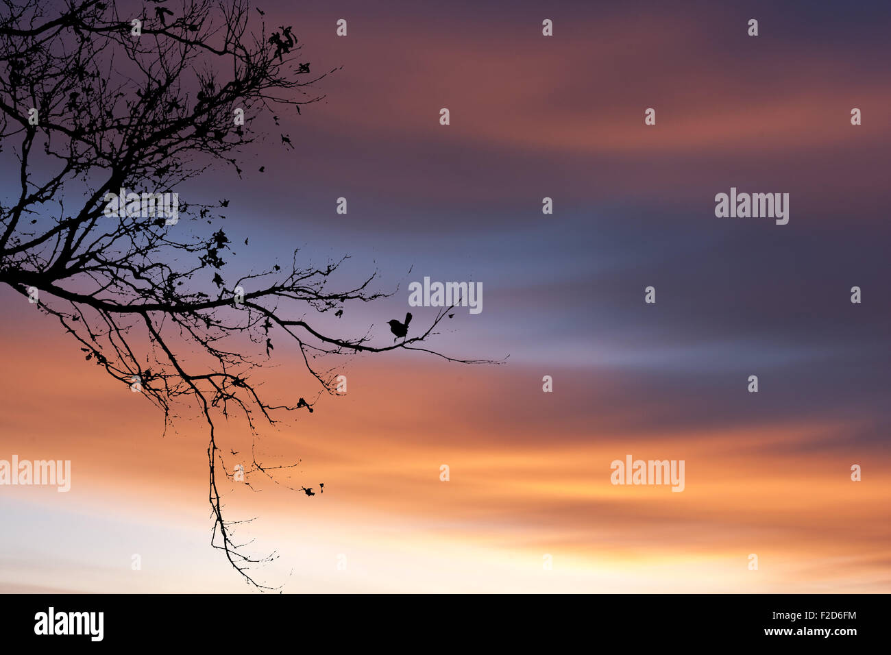 Silhouette di un uccello sul ramo di albero al tramonto. Foto Stock