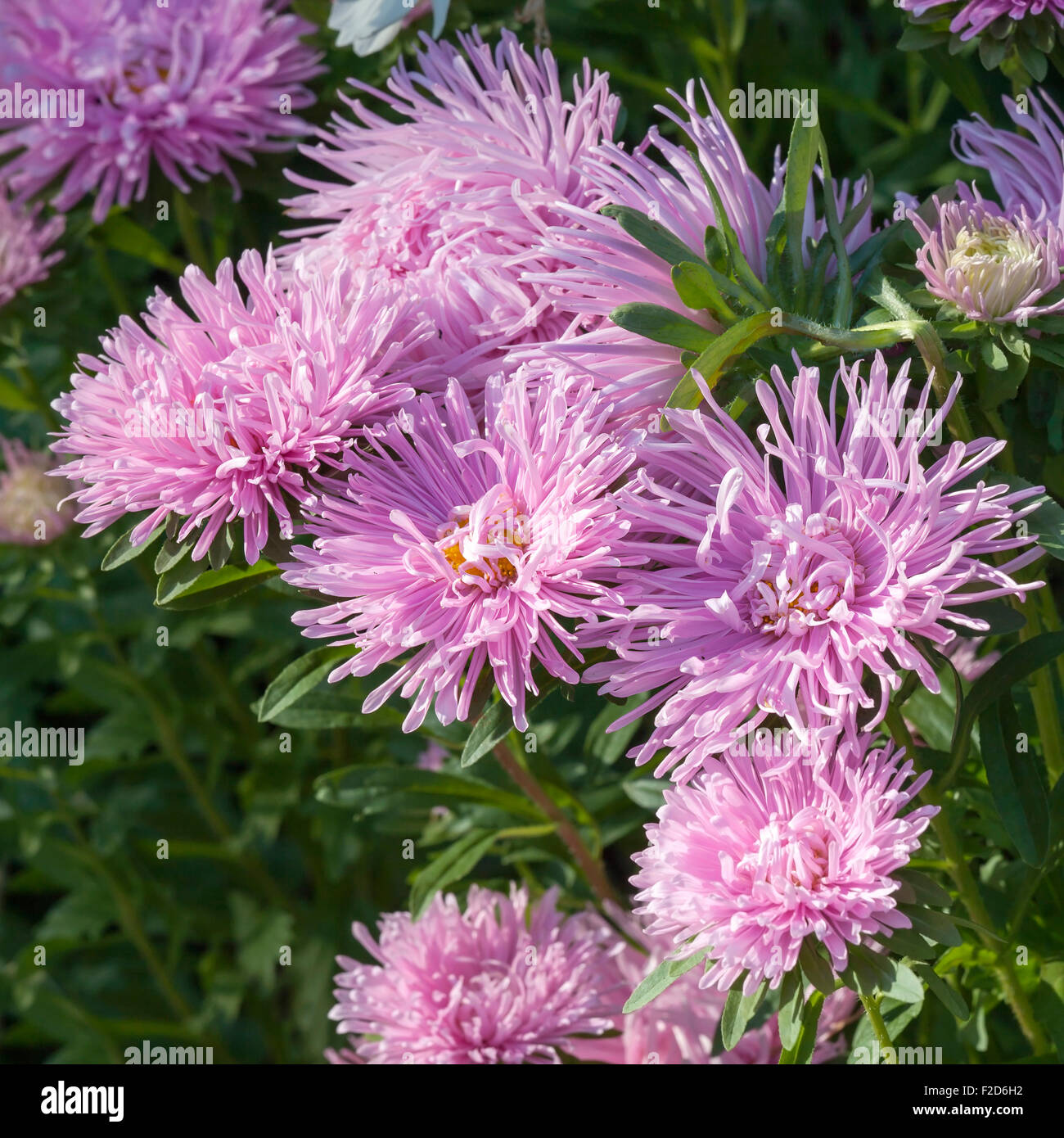 Close up di rosa fiori Aster. Messa a fuoco selettiva Foto Stock