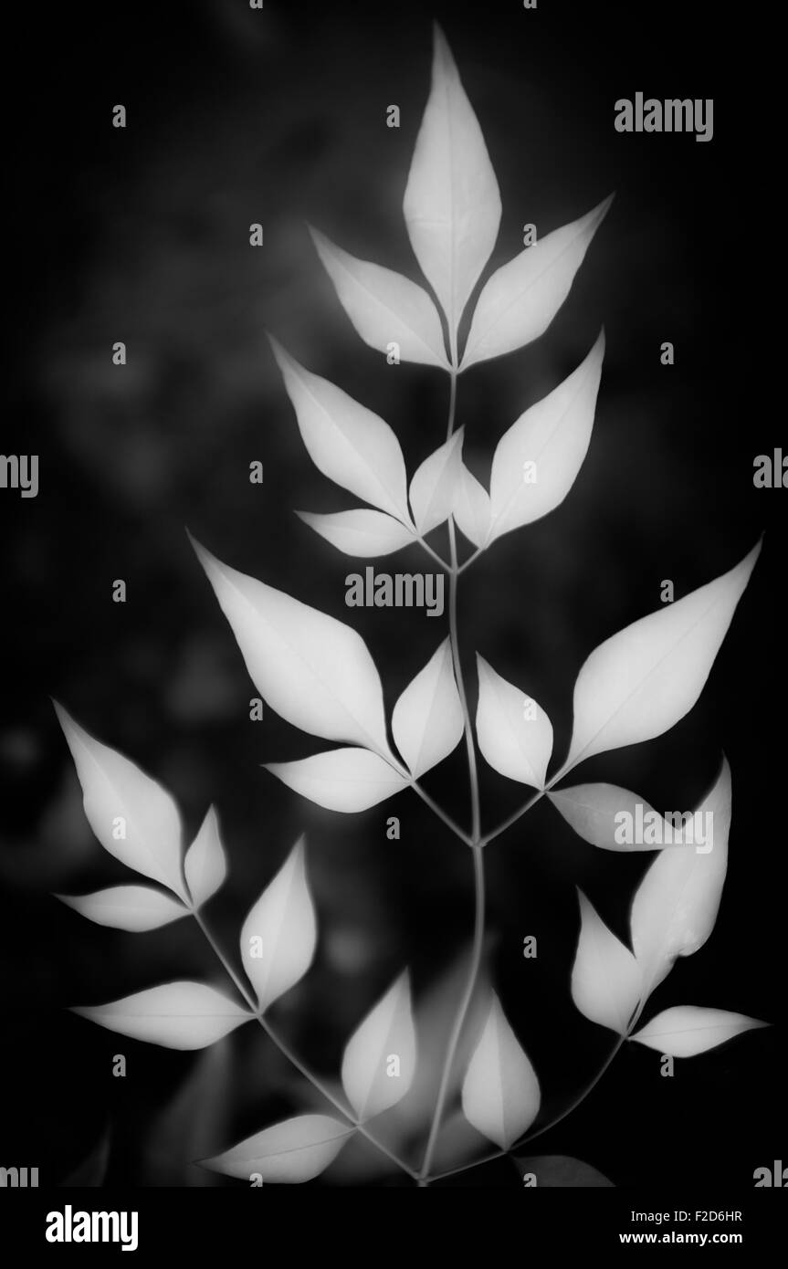 Stilizzata immagine in bianco e nero di ramo con foglie. Foto Stock