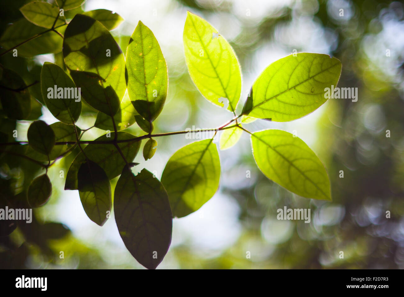 Primo piano di foglie sul ramo di albero Foto Stock