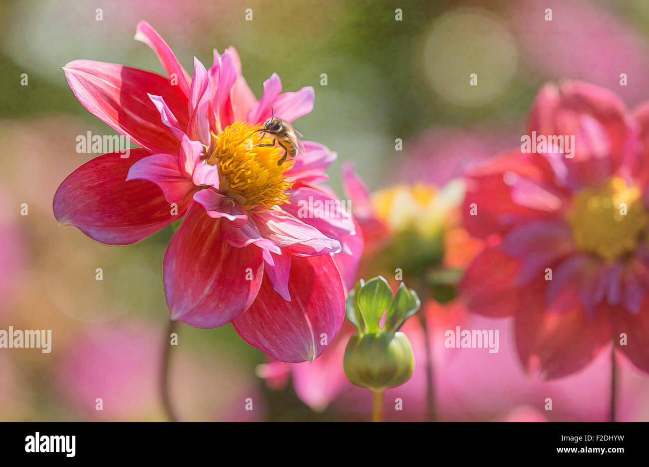 Un felice ape succhia necter da un vibrante red dahlia in un giardino. Illustrazione da fotografia originale Foto Stock