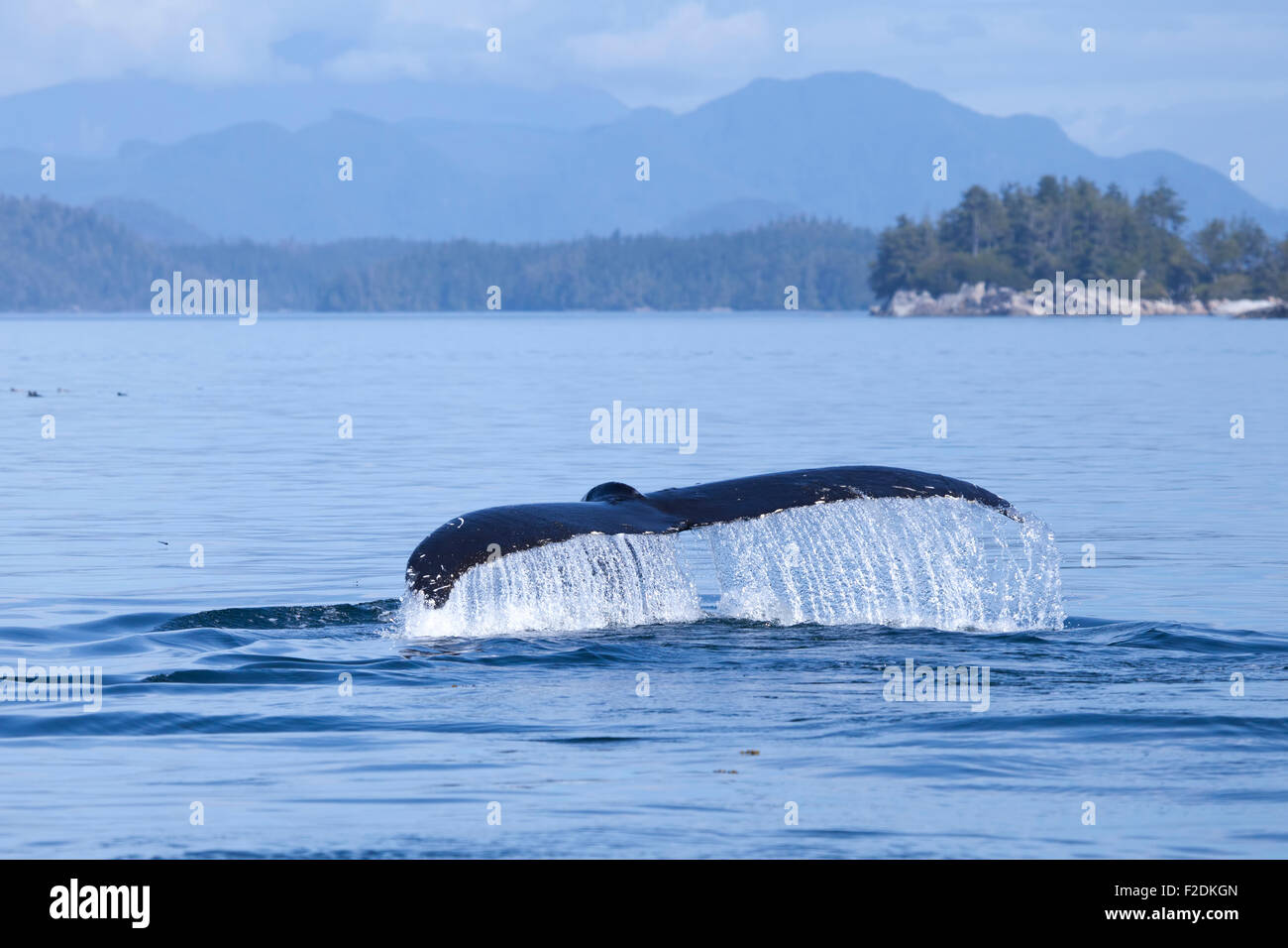 Humpback Whale racconto il gocciolamento di acqua in British Columbia off la Sunshine Coast. Foto Stock