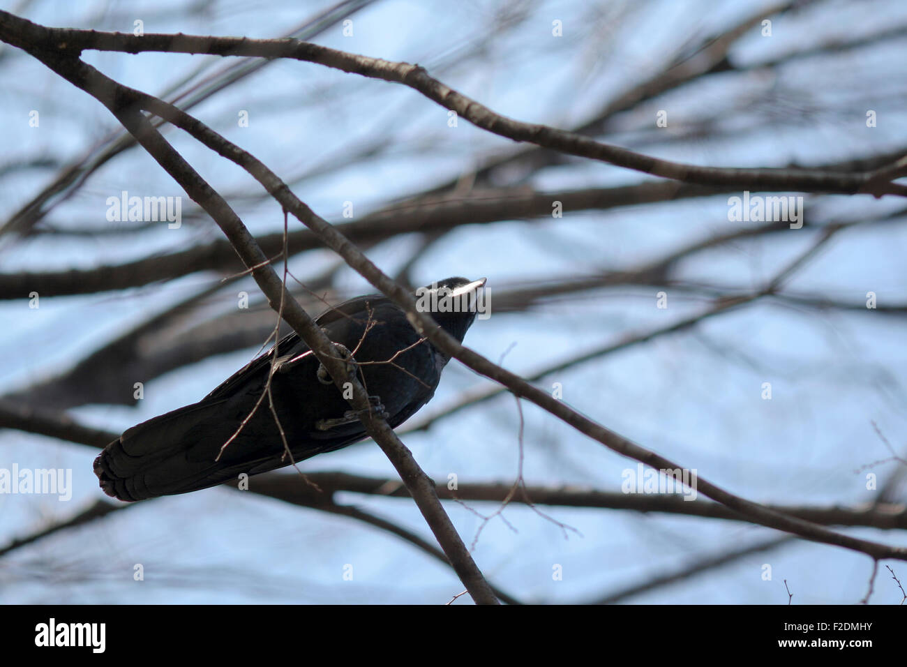 Black Bird raven crow sul ramo pov da destra al di sotto di Foto Stock