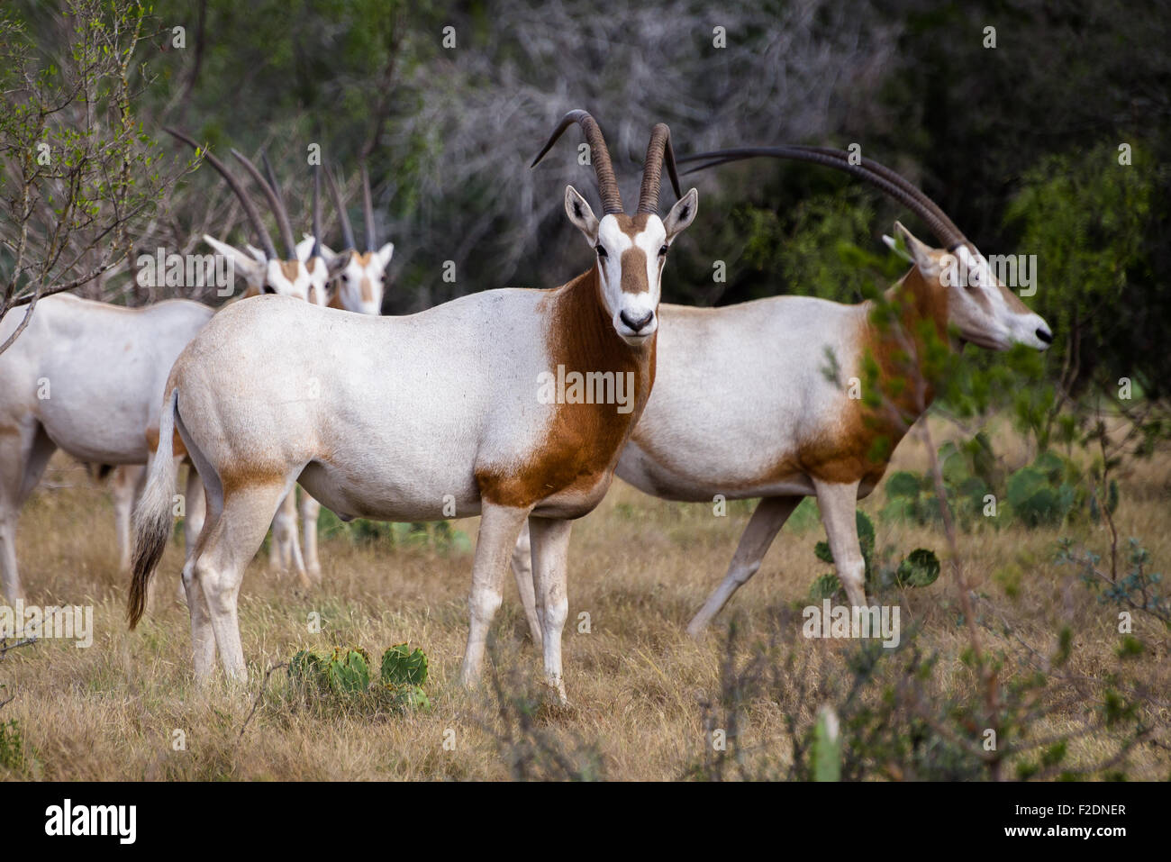 South Texas Scimitar cornuto Oryx in una mandria Foto Stock