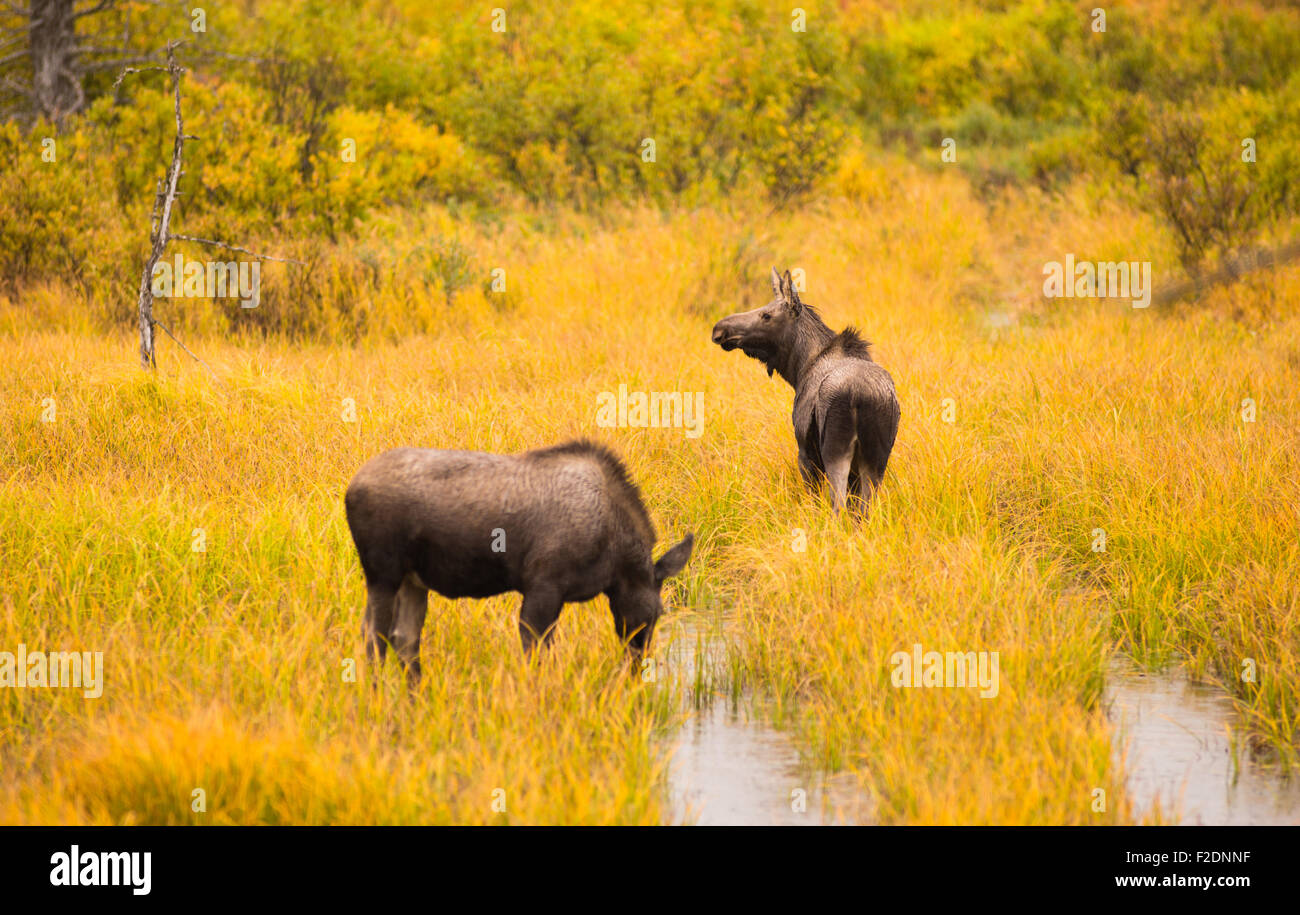 Moose venuto fuori a bere un drink prima di receeding indietro nell'srush e alberi Foto Stock