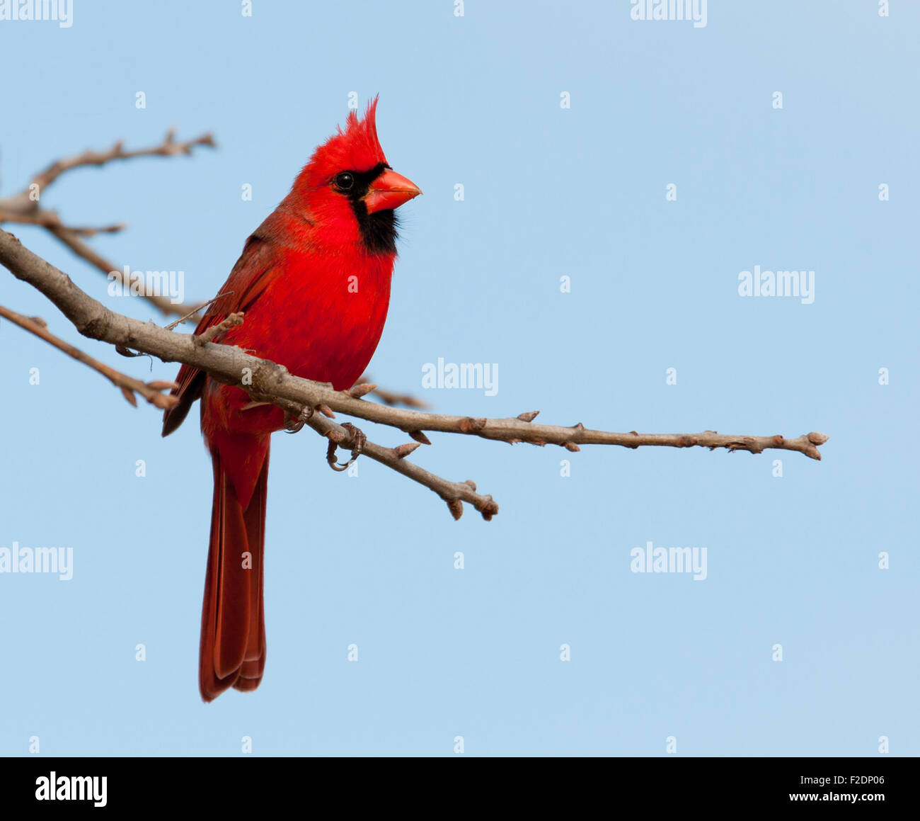 Rosso brillante cardinale Nord maschio in una quercia in inverno Foto Stock