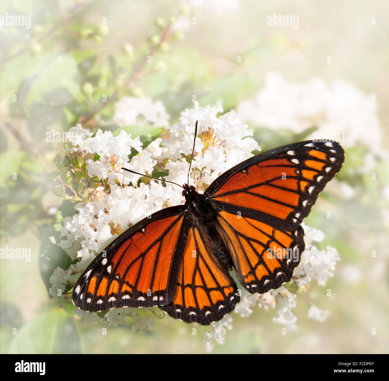 Immagine da sogno di un Viceré butterfly alimentazione su un uva bianca Mirto Foto Stock