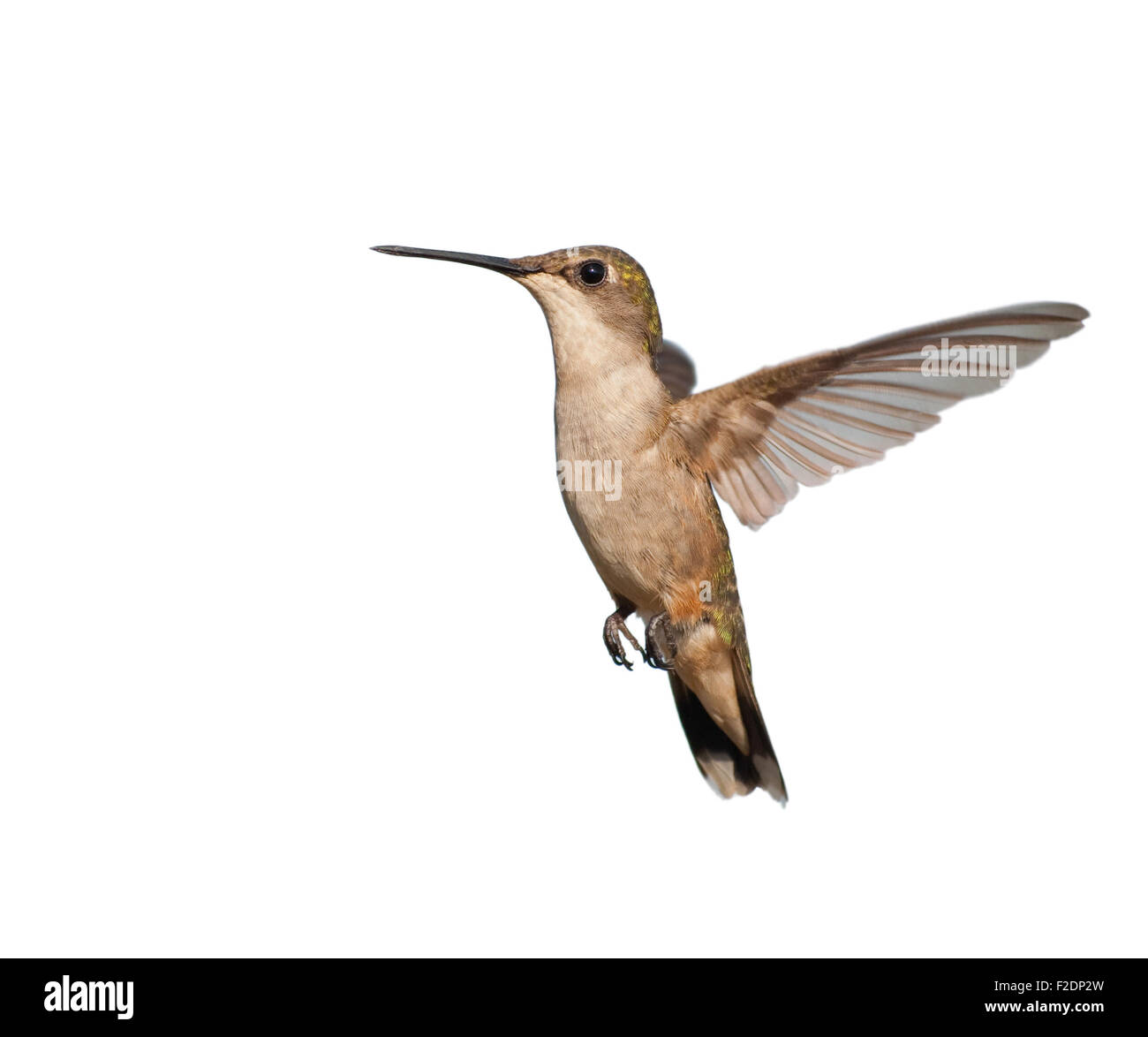 Femmina di Ruby-throated Hummingbird hovering; isolato su bianco Foto Stock