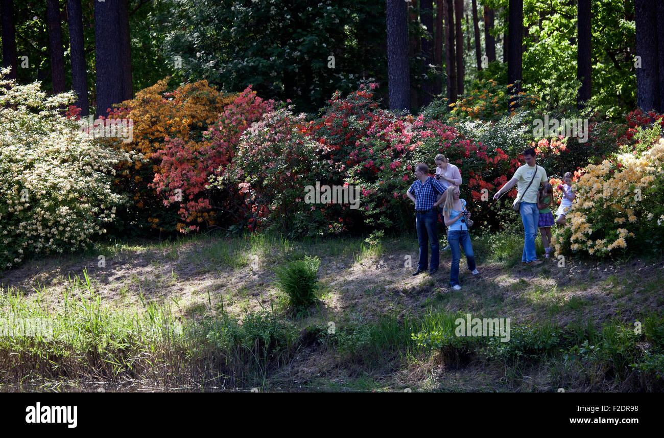 I visitatori in Babite Rhododendron Park Lettonia Foto Stock