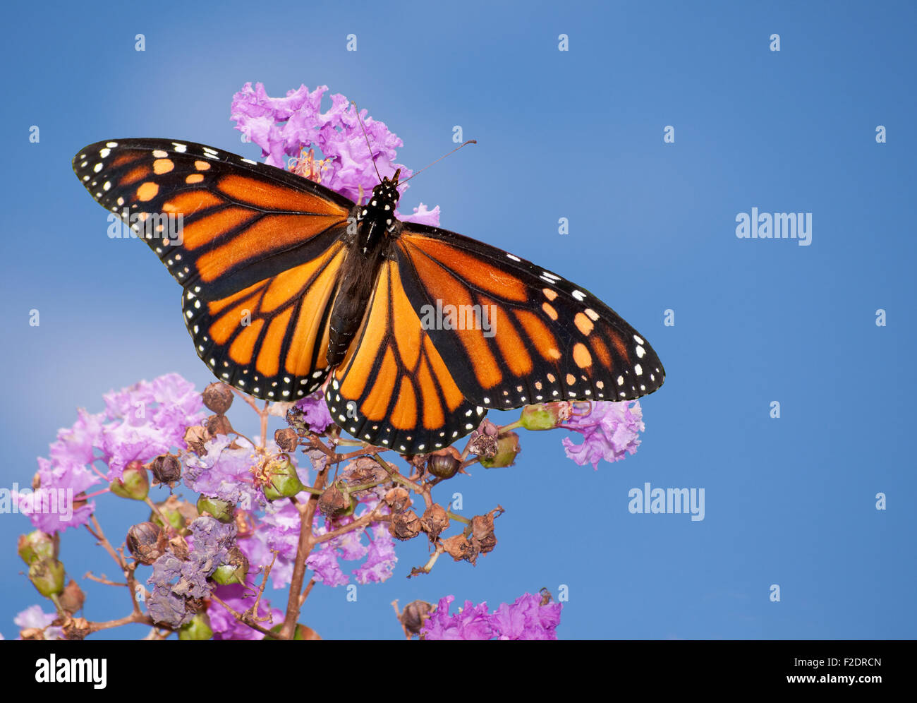 Splendida farfalla monarca su un viola mirto di crespo contro il Cielo di estate blu Foto Stock