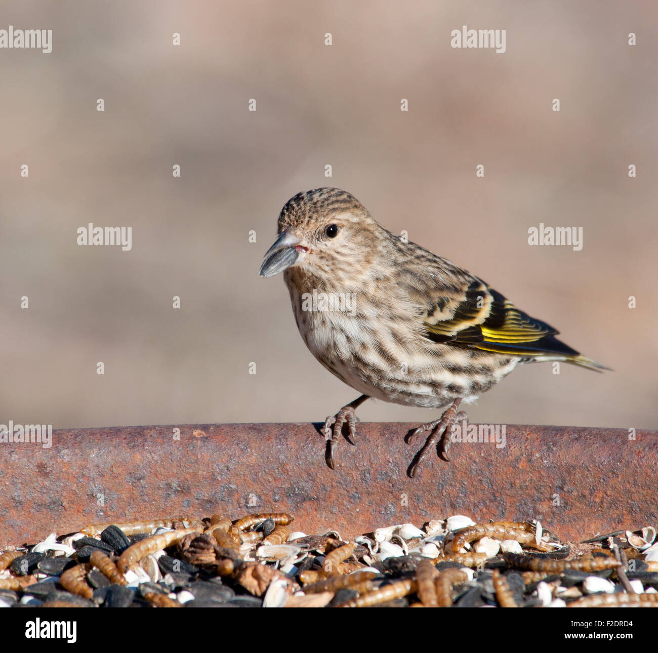 Pine Lucherino peeling un girasole alla stazione di alimentazione in inverno Foto Stock