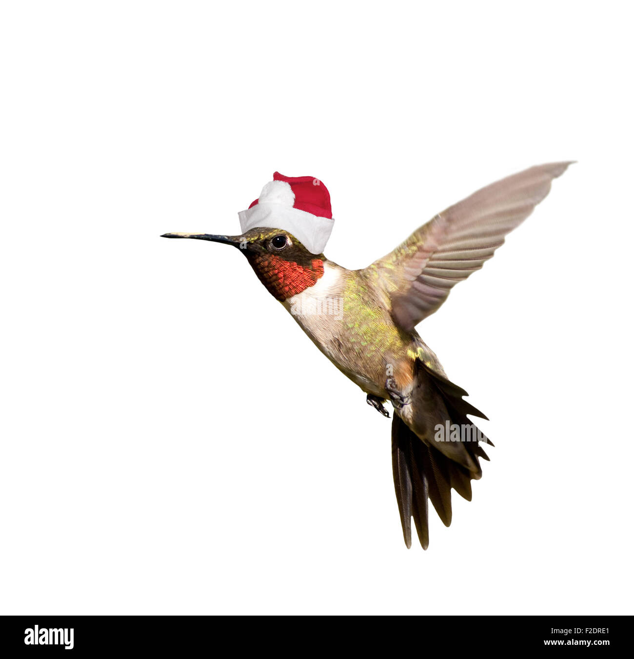 Hummingbird con Santa hat festeggiano il Natale, isolato su sfondo bianco Foto Stock