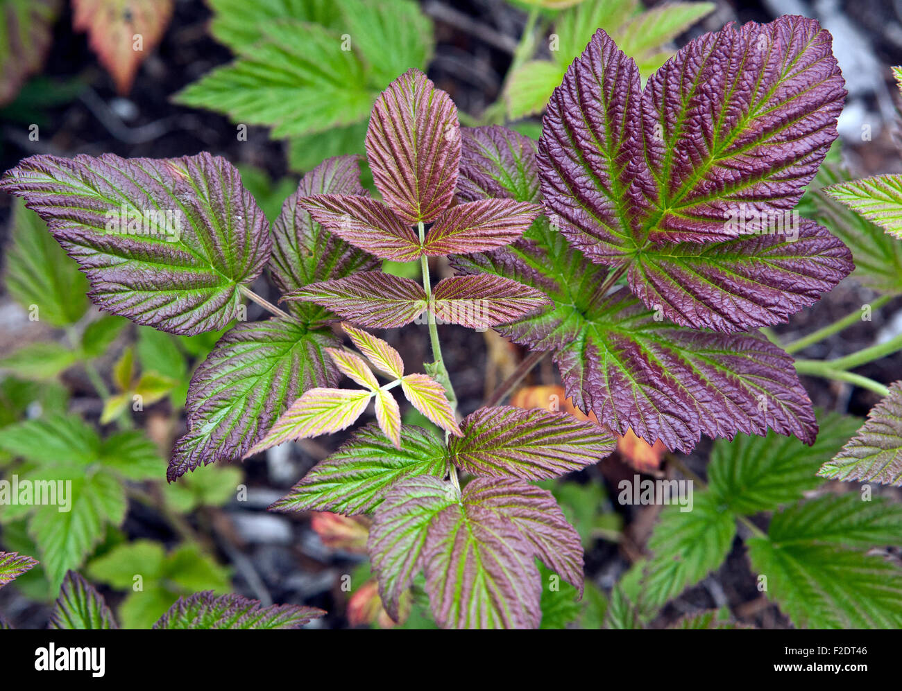 Nuove foglie del Parlamento dewberry Rubus caesius in primo piano Foto Stock