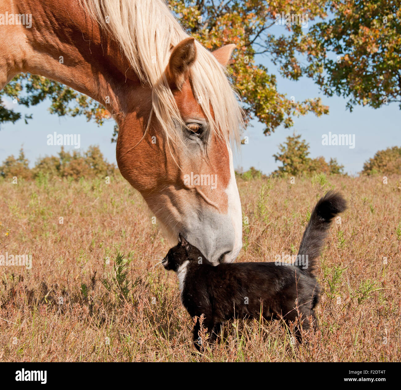Tuxedo cat e un grande cavallo - migliori amici Foto Stock